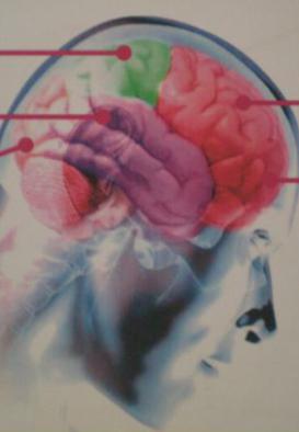 структура људског мозга