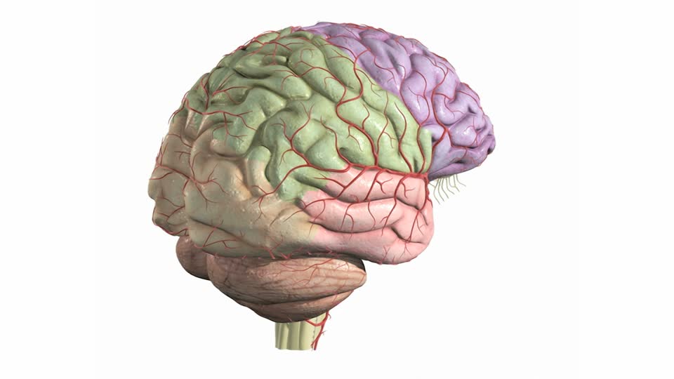 corteccia e vasi del cervello