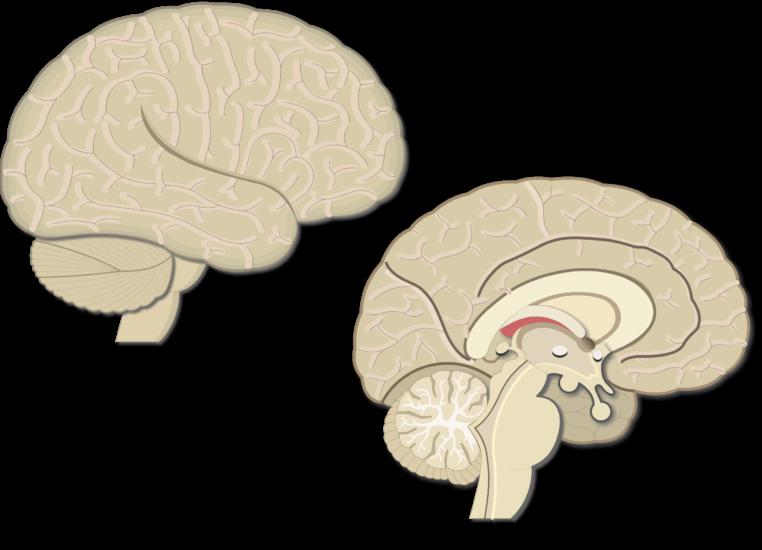 cervello esterno e lato mediale