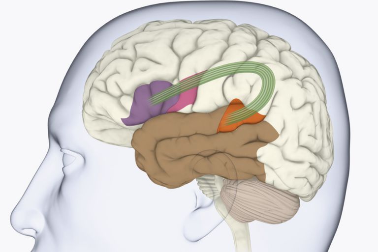 možganskih struktur