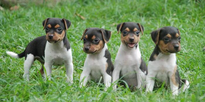 descrizione e caratteristiche della razza del brasiliano terrier