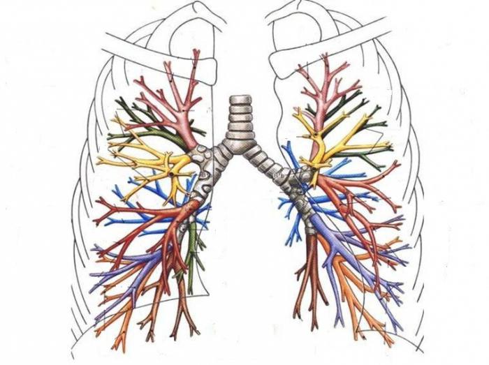 Struttura e funzione del sistema respiratorio