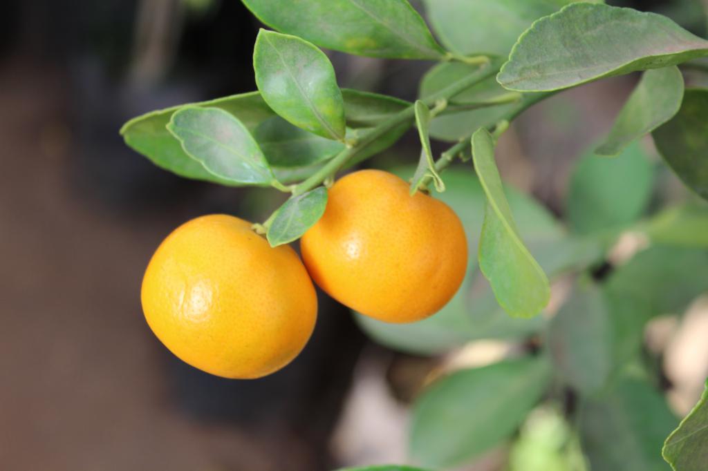 Mandarino di razza di frutta