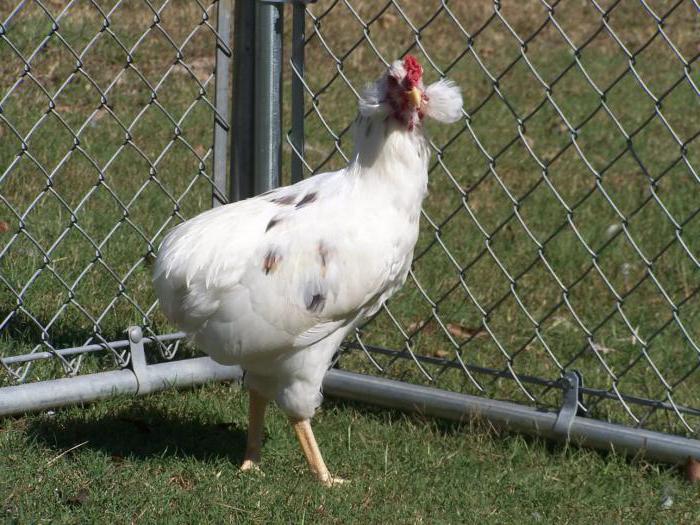 Араукана порода пилета