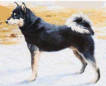 Caratteristiche della razza East Siberian Husky