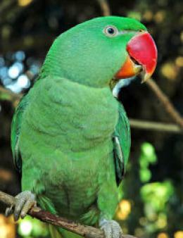 plemeno mluvení papoušci