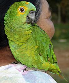 nome razza pappagalli