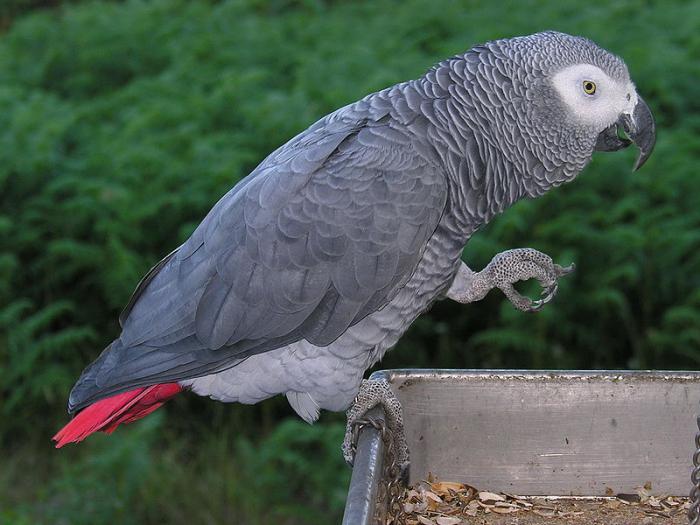 razze di pappagalli domestici