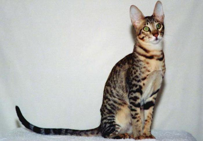descrizione razza gatto serengeti