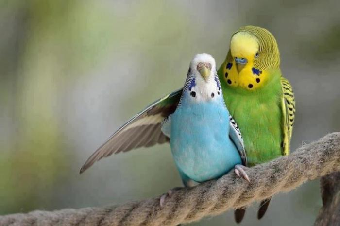 chovných papoušků doma