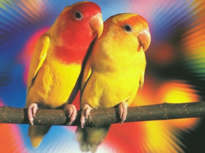 Corella chov papoušků