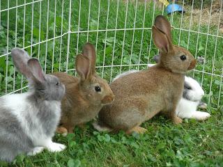 отглеждане на зайци у дома