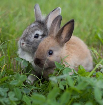 domácí péče o chov králíků