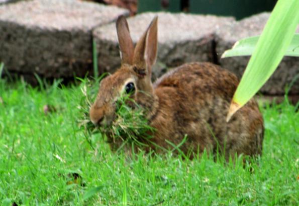 riproduzione di conigli ornamentali