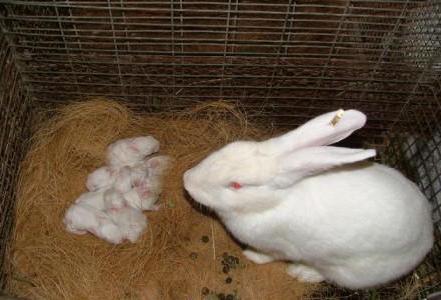 conigli da riproduzione