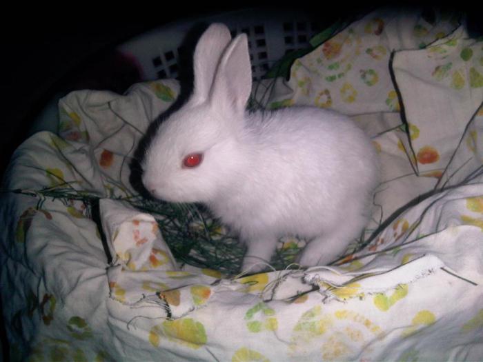 allevamento e cura dei conigli