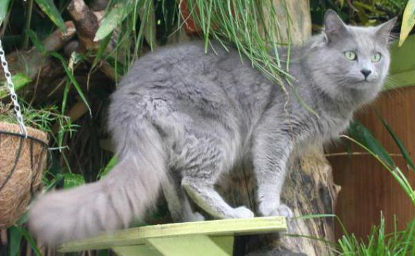 mačka pasme sive barve