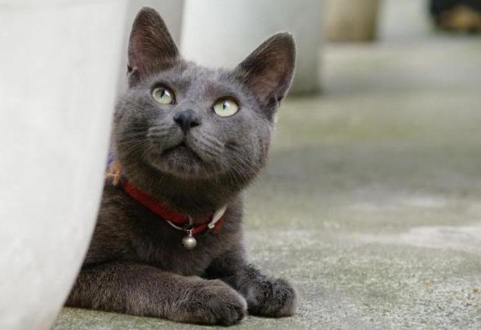 foto di razza di gatto grigio
