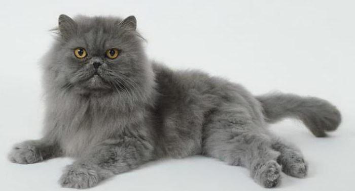 сива котка със сини очи