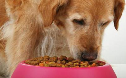 brit pasje hrane preglede