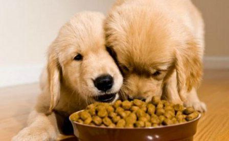 recensioni di veterinaria di cibo per cani