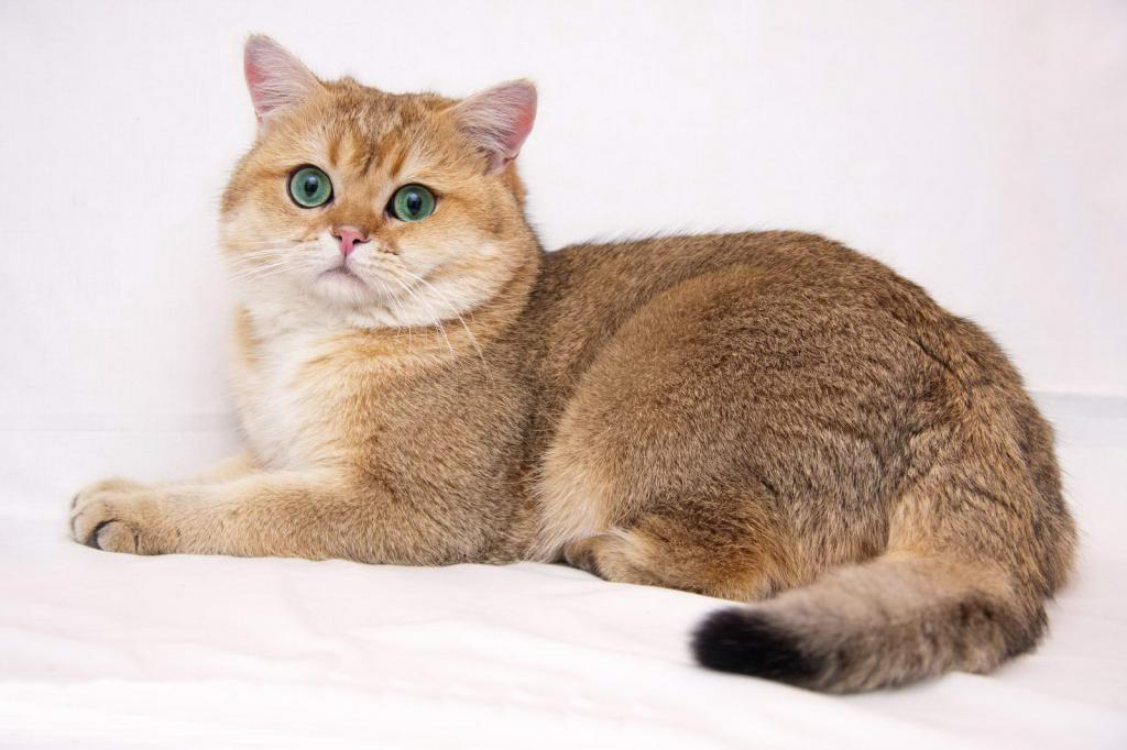 Britanska mačka chinchilla