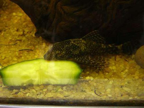 akvarij s brokatima