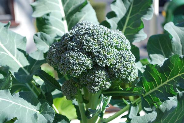 di broccoli utili