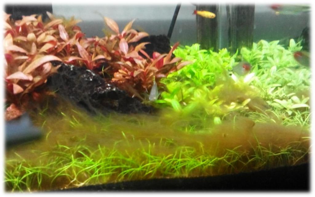 Nastanejo rjave alge