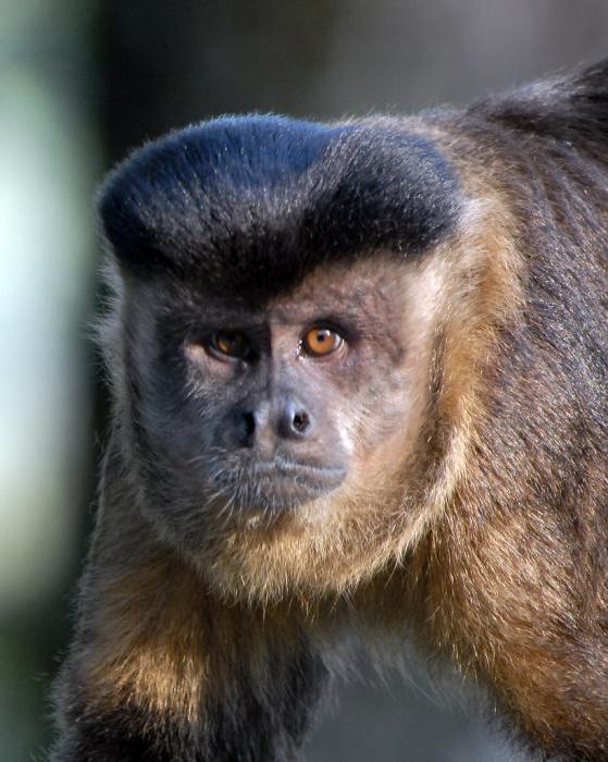 hnědý capuchin opice