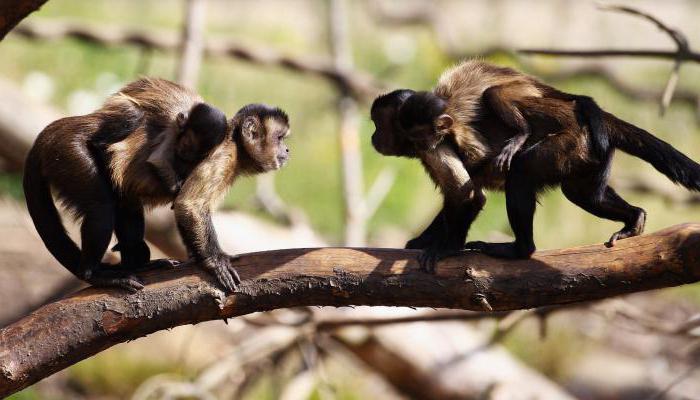 popis opic hnědého kapucína