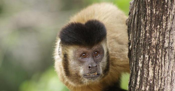 Obsah opic kapucínů