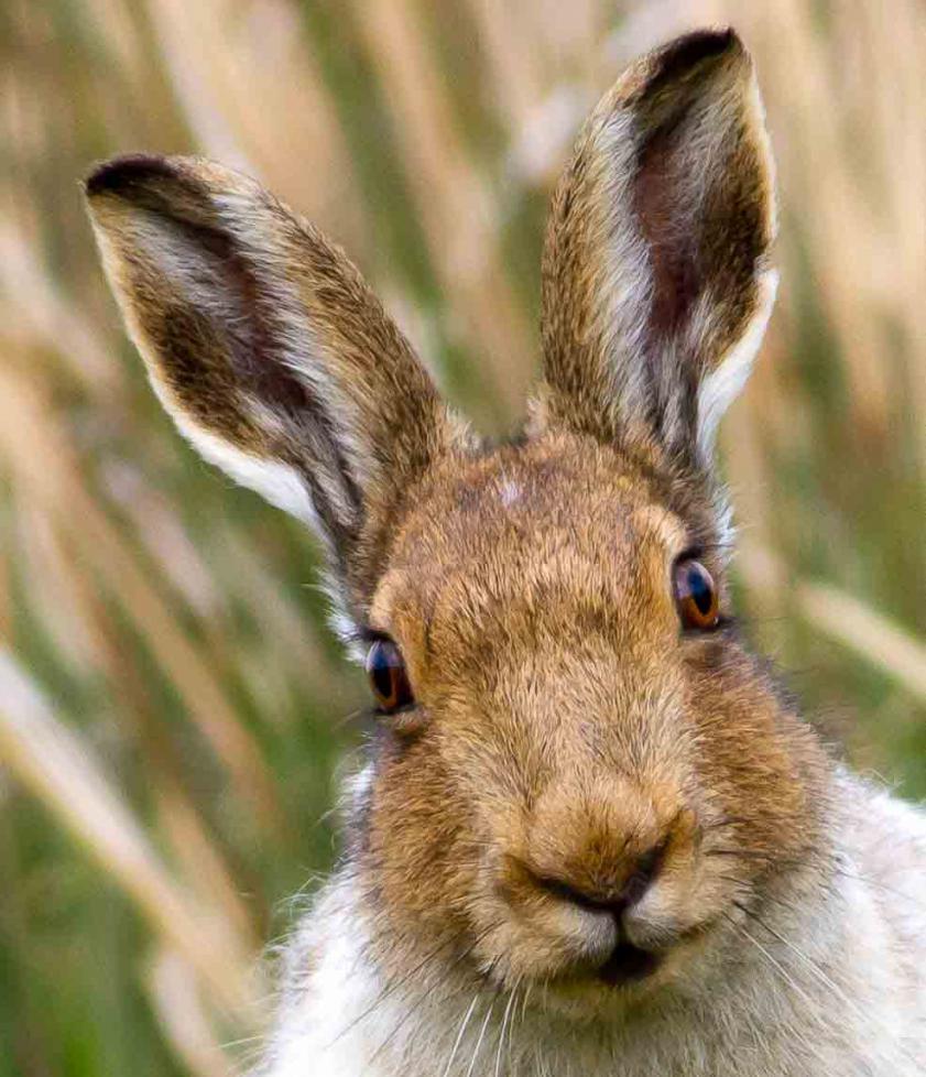 Hare-hare: barvanje