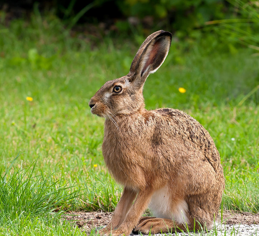 Brown hare: habitat