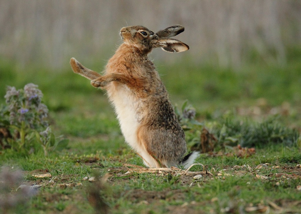 Колко дълго живее заек