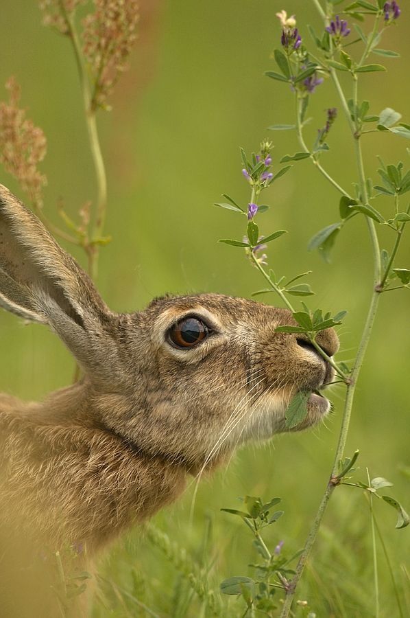Brown hare: nawyki