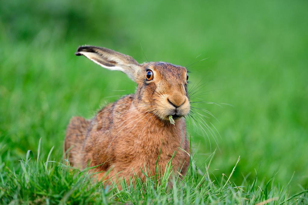 Кафяв заек: снимка и описание