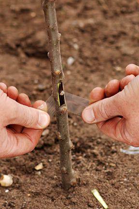 иницииране на бъбреците на плодовите дървета