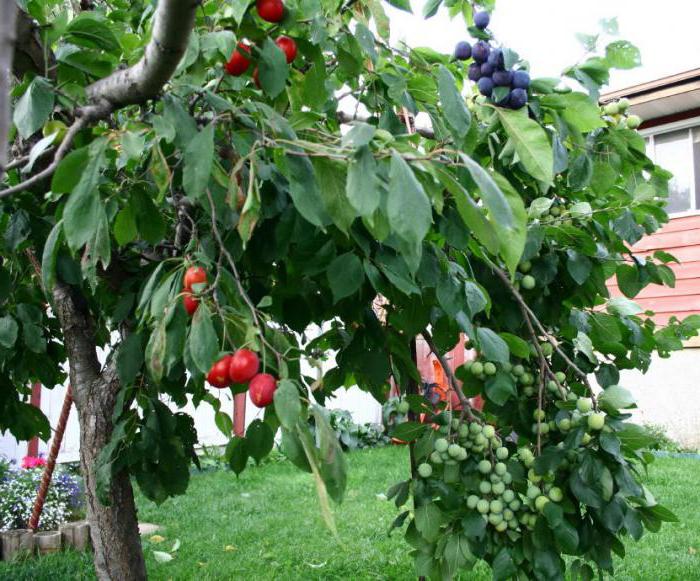 Suggerimenti per il giardinaggio di alberi da frutto in erba