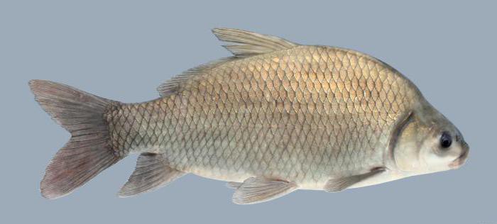 описание на биволската риба