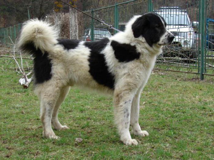 Bukovinian Shepherd Dog
