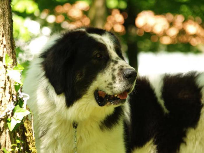 Contenuto e cura del cane da pastore della Bukovina
