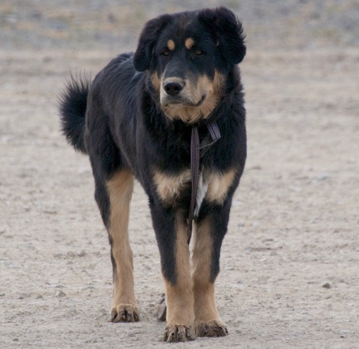 Кученце на бурятско-монголския вълкодав хотошо