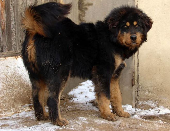 Recensioni su Buryat-Mongolian wolfhound (hotosho)
