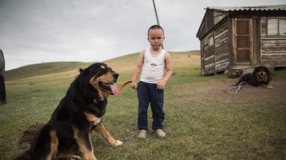 Recensioni dei proprietari del cane da caccia Buryat-Mongol