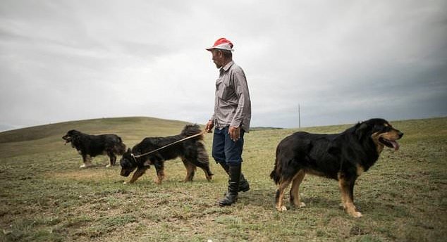 Pasma mongolskega volčjega psa