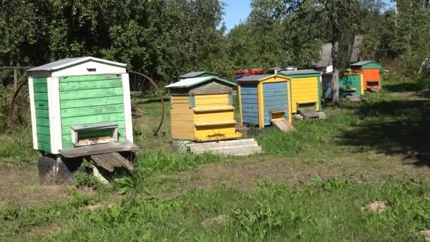 pszczelarstwo we wsi