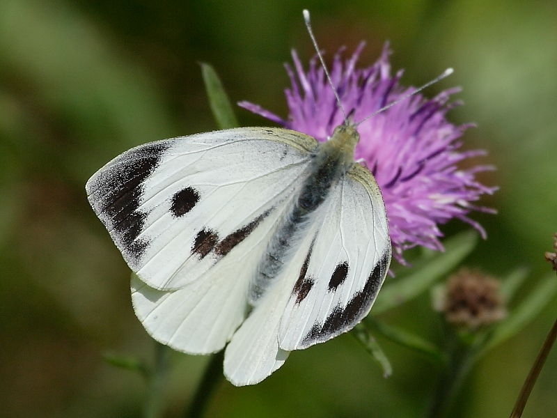 motýl na květinu