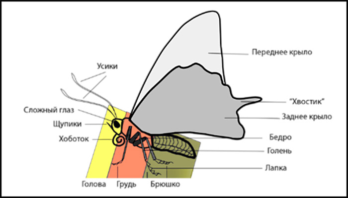 Struktura leptira