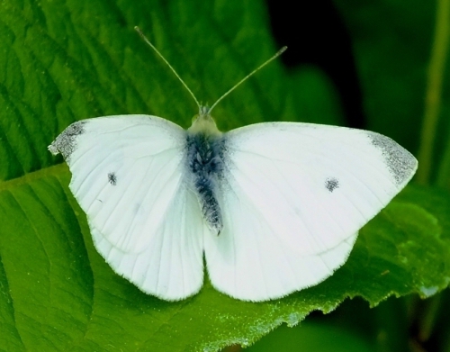 struktura motýlů